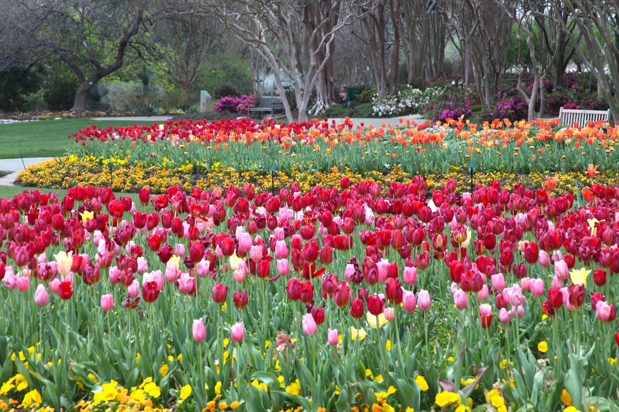 Dallas Blooms - Photo Courtesy of Dallas Arboretum Facebook