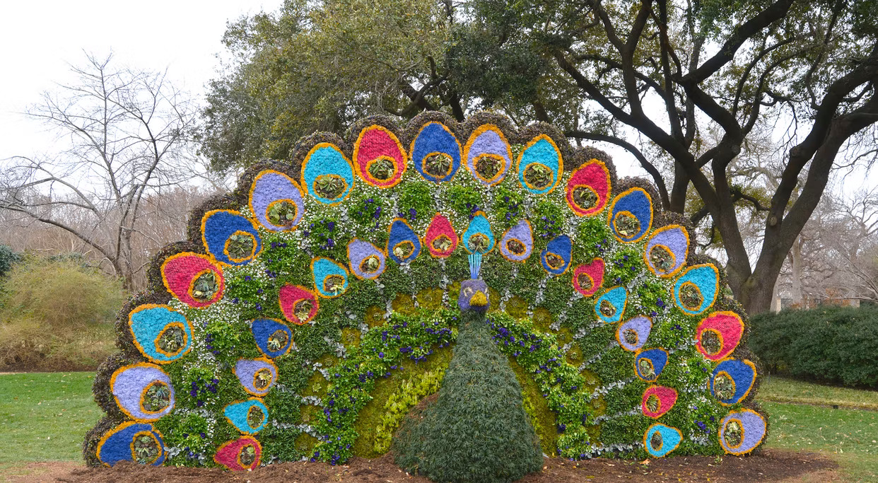 Peacock at Dallas Blooms