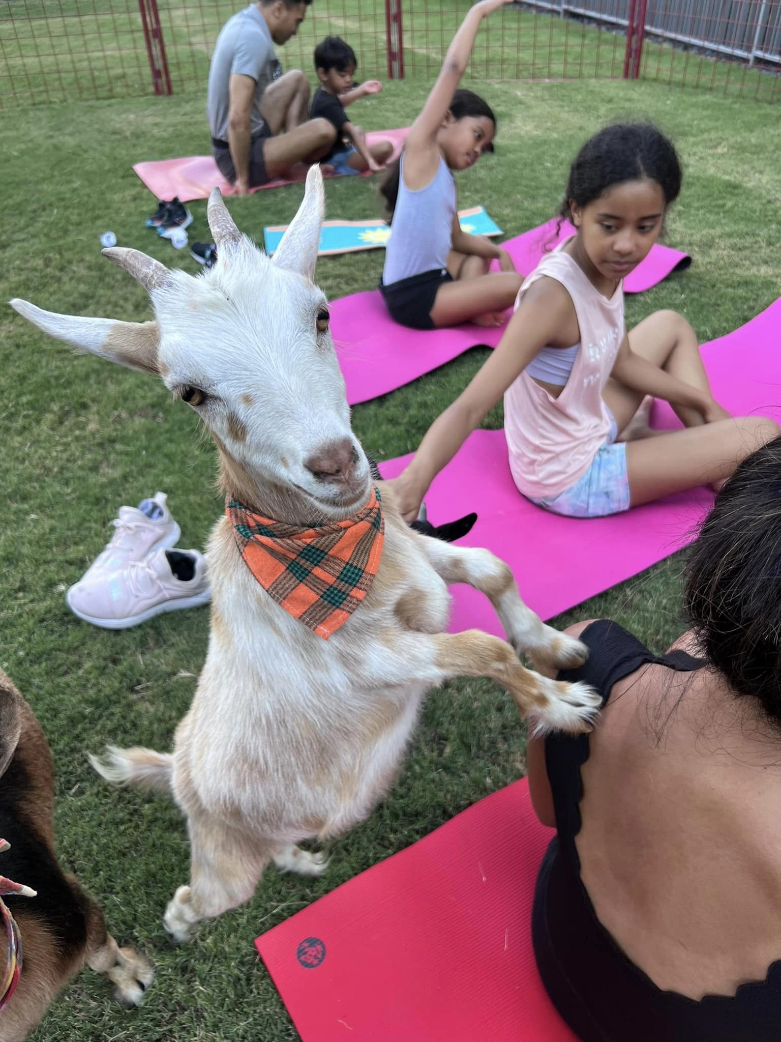 Goat Yoga - Photo Courtesy of Facebook